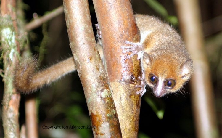 Brown Mouse Lemur